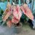 Caladium bicolor 'Autumn Beauty' (XXL)
