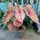 Caladium bicolor 'Autumn Beauty' (XXL)