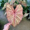 Caladium bicolor 'Autumn Beauty' (XXL)