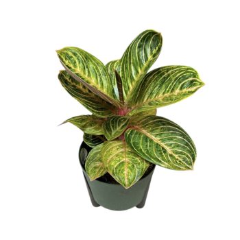 Aglaonema 'Tourmaline Gold'