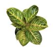 Aglaonema 'Tourmaline Gold'