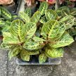 Aglaonema 'Tourmaline Gold'