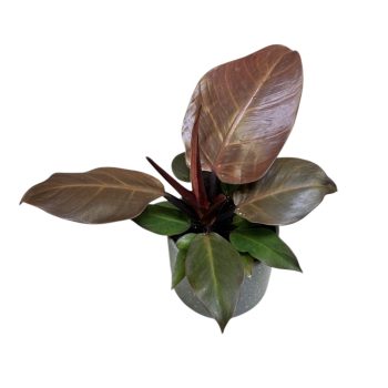 Philodendron 'Cherry Red'