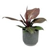 Philodendron 'Cherry Red'