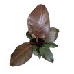 Philodendron 'Cherry Red'