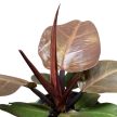 Philodendron 'Cherry Red'