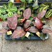 Philodendron 'Cherry Red'