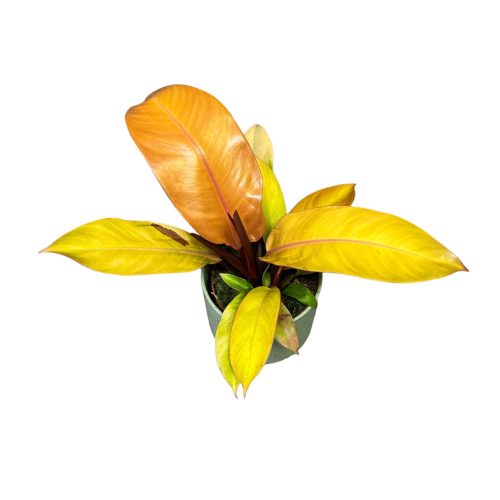 Philodendron 'Prince of Orange' extra