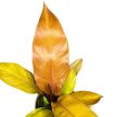 Philodendron 'Prince of Orange' extra