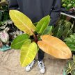 Philodendron 'Prince of Orange' extra