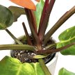 Philodendron 'Prince of Orange' extra