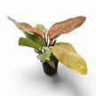 Philodendron 'Prince of Orange' extra