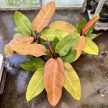 Philodendron 'Prince of Orange' extra