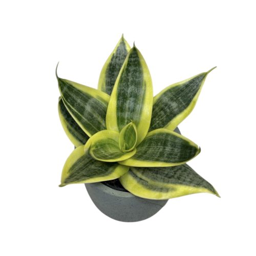 Sansevieria trifasciata 'Golden Hahnii' (Törpe Anyósnyelv)