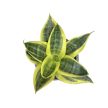 Sansevieria trifasciata 'Golden Hahnii' (Törpe Anyósnyelv)