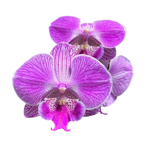 Phalaenopsis hibrid 2. (BigLip)