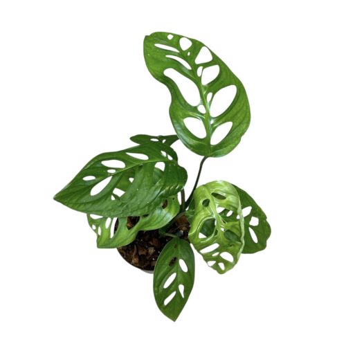 Monstera epipremnoides 'Esqueleto' juvenilis (Inplanted)