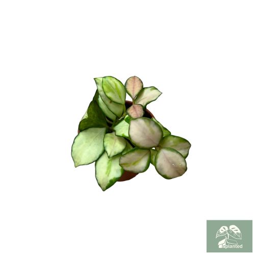 Hoya heuschkeliana 'Variegata' (Inplanted)