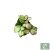 Hoya heuschkeliana 'Variegata' mini (Inplanted)