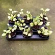 Hoya heuschkeliana 'Variegata' mini (Inplanted)