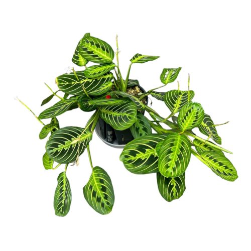 Maranta leuconeura var. erythroneura 'Lemon Lime' (Hydroplanted)