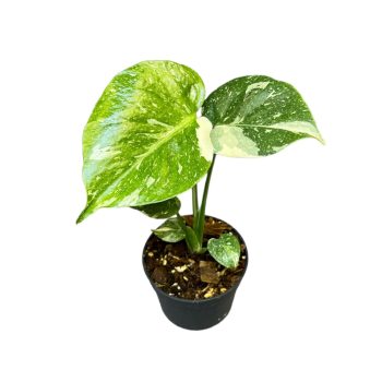 Monstera deliciosa 'Thai Constellation' (mini)