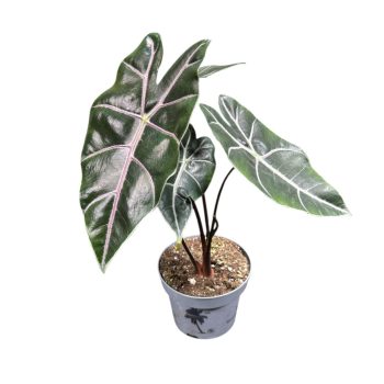 Alocasia longiloba 'Purple Veins'