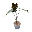 Alocasia longiloba 'Purple Veins'