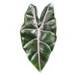 Alocasia longiloba 'Purple Veins'