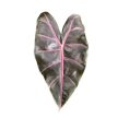 Alocasia longiloba 'Purple Veins'