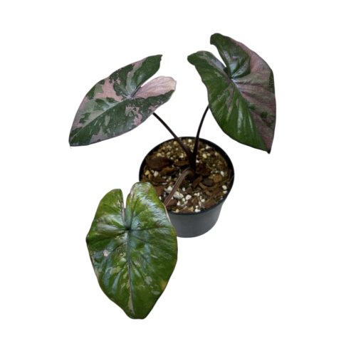 Alocasia serendipity 'Pink Variegata' (Inplanted) 1.