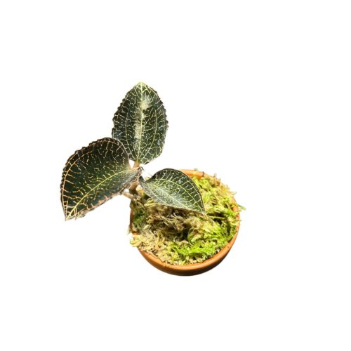 Anoectochilus roxburghii 'Hayata' - Ékszerorchidea