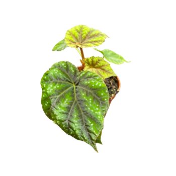 Begonia pseudoedulis 'Shiwanshan'