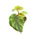 Begonia pseudoedulis 'Shiwanshan'
