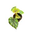 Begonia pseudoedulis 'Shiwanshan'