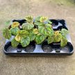 Begonia pseudoedulis 'Shiwanshan'