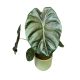 Alocasia 'Golden Bone'