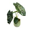 Alocasia 'Golden Bone'