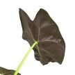 Alocasia 'Golden Bone'