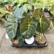Alocasia 'Golden Bone'