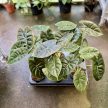 Alocasia 'Golden Bone'