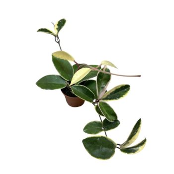 Hoya carnosa 'Crimson Queen' (mini)