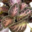 Episcia 'Thaad's Homemade Wine'