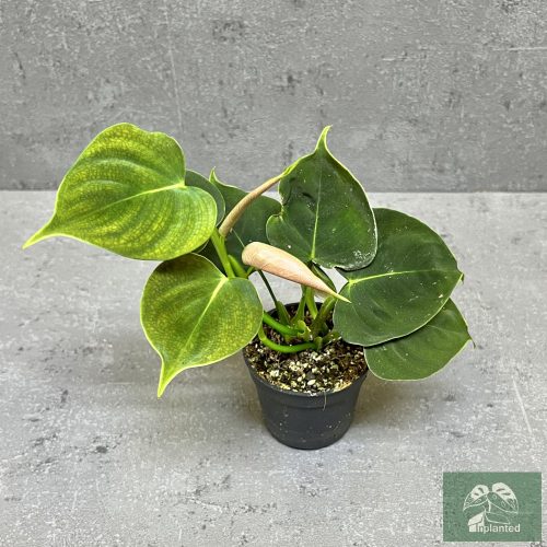 Philodendron lupinum (Inplanted)