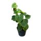 Philodendron lupinum (Inplanted)