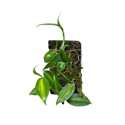Vanilla planifolia 'Aurea-Variegata' on cork (Inplanted)
