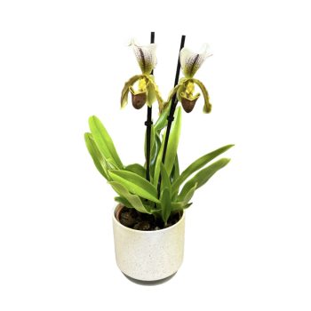 Paphiopedilum Leeanum ( virágzóképes)