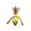 Paphiopedilum Leeanum ( virágzóképes)