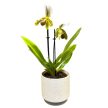 Paphiopedilum Leeanum ( virágzóképes)