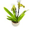 Paphiopedilum Leeanum ( virágzóképes)